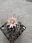 Preview: Thelocactus tulensis